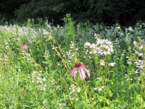 Far Field Preserve