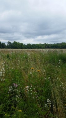 Far-Far-Fields-Vertical-Original-135411