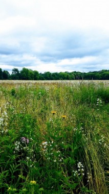 Far-Far-Fields-Vertical-Retouched-Brighter-20160622_135411-2