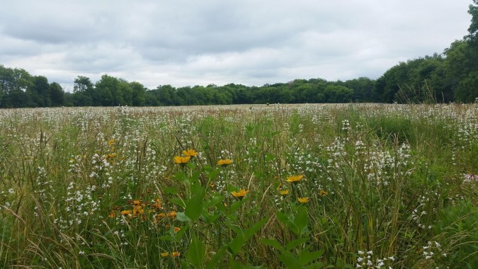 Far-Field-Horizontal-with-yellow-flowers