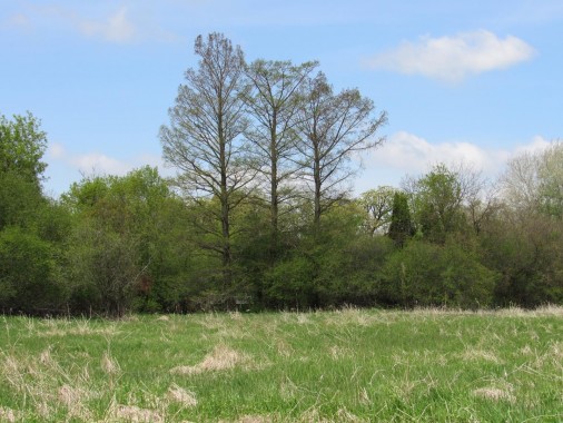 Katie's Marsh