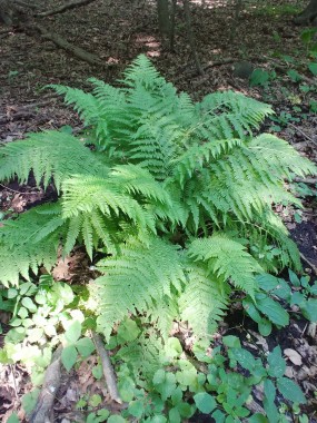Lady-Fern