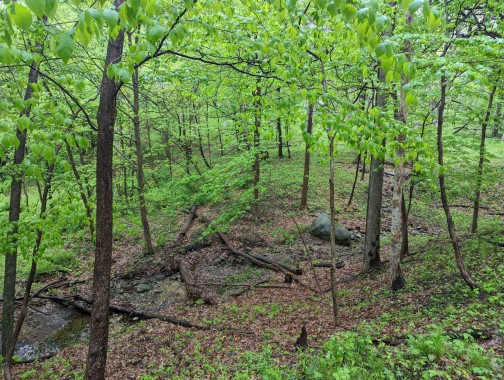 Mondschine Conservation Area