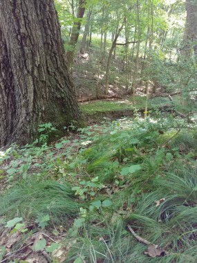 sedge