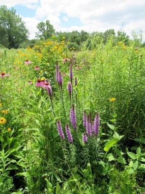 Pederson Preserve