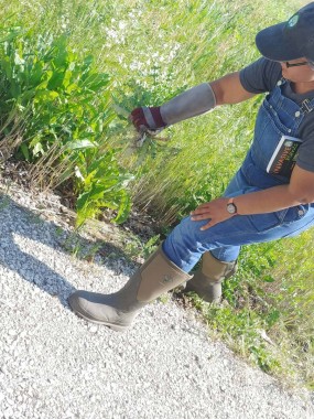 Pulling-CanadaThistle-invasive
