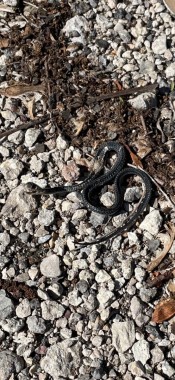 snake